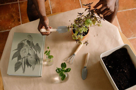 The Apartment Herb Garden: Essential Tools and a Complete System for Small-Space Success