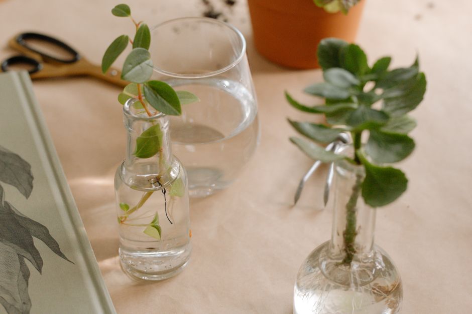 How to Propagate Lavender from Cuttings in Water: A Step-by-Step Guide