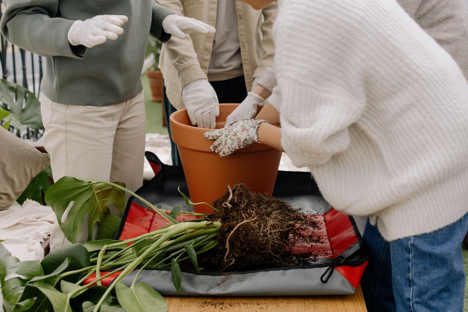 The Complete Guide to Repotting Indoor Plants Without a Yard: Tools, Tips, and Systems