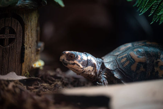 Compact Reptile Care: Essential Systems for Small Apartment Living