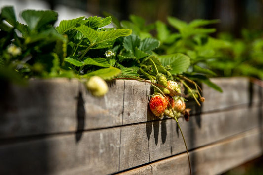 Step-by-Step Guide to Growing Strawberries in Raised Beds