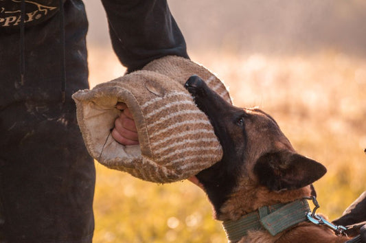 Budget-Friendly Dog Training: Essential Gear and Techniques That Work