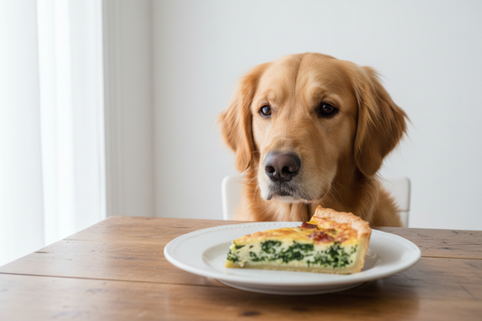 Can Dogs Eat Quiche