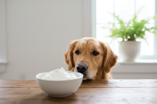 Can Dogs Eat Sour Cream