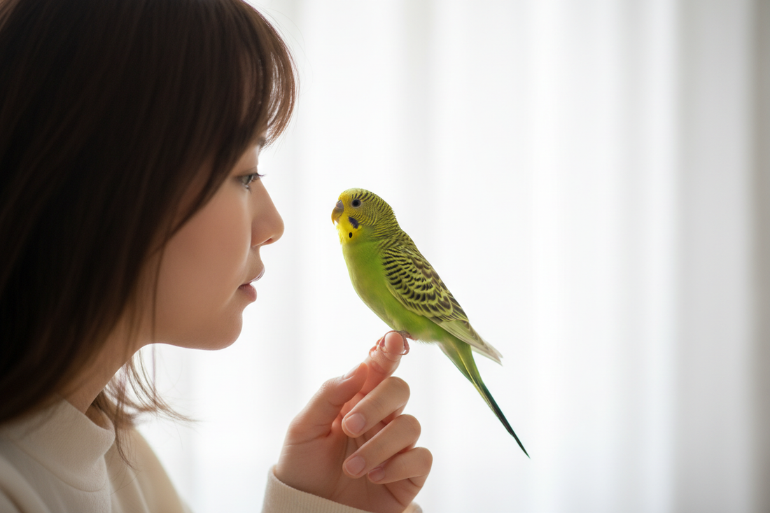 How to Teach a Parakeet to Talk: Step-by-Step Training Guide